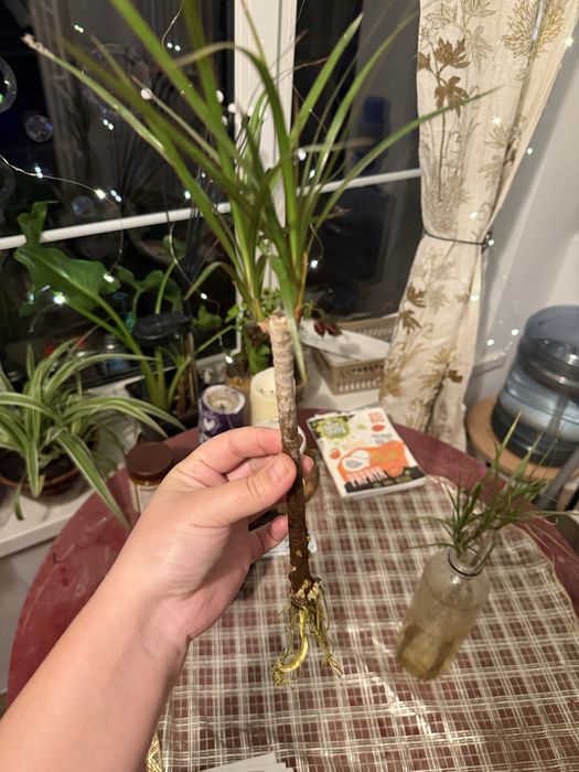 Пальма драцена різна