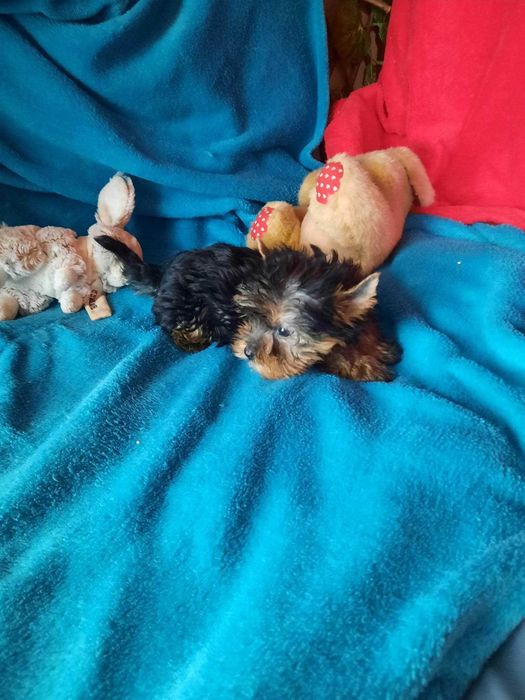 Yorkshire Terrier  Miniatura MACHINHO
