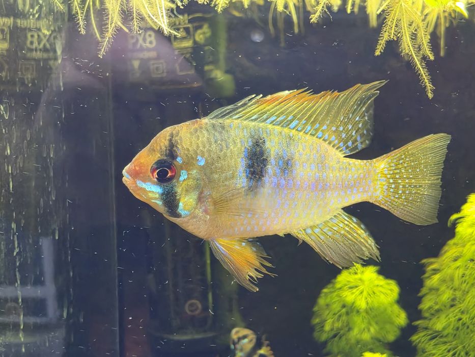 Ramirezi Adultos (Mikrogeophagus Ramirezi)