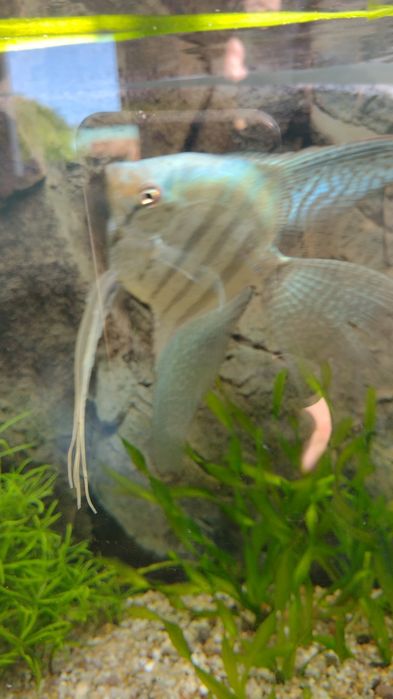 Skalar pinoy zebra blue koi