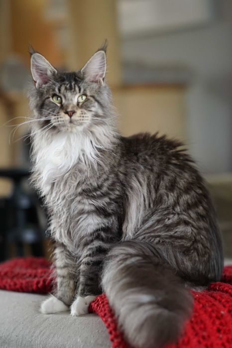 Bon Bon czarny tygrysio pręgowany kocurek Maine Coon