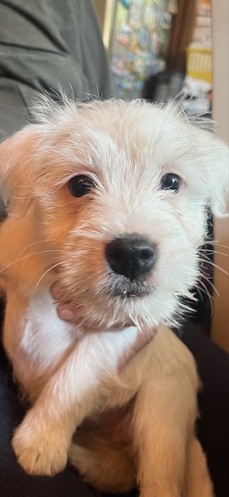 Szczeniak - Parson Russell Terrier