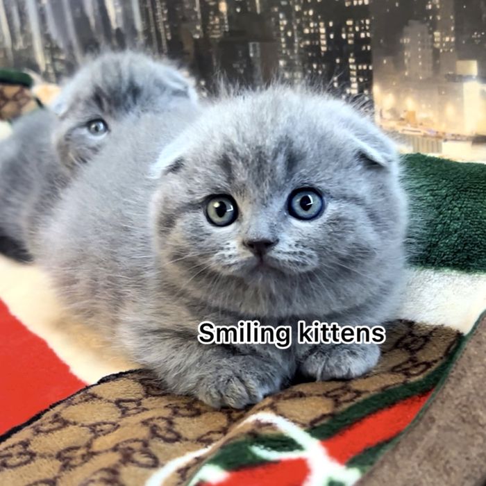 Розкіш в кожній деталі