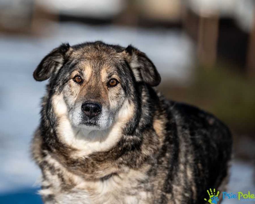 Dostojny MOKI szuka domku!