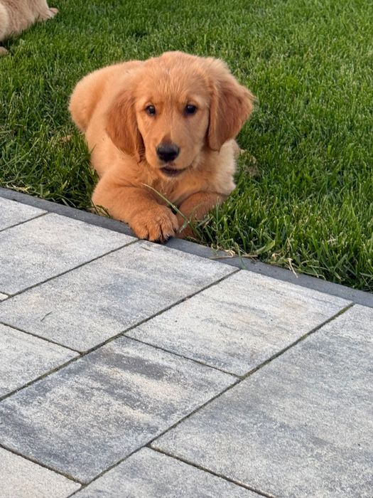 Piekny Piesek Golden Retriever
