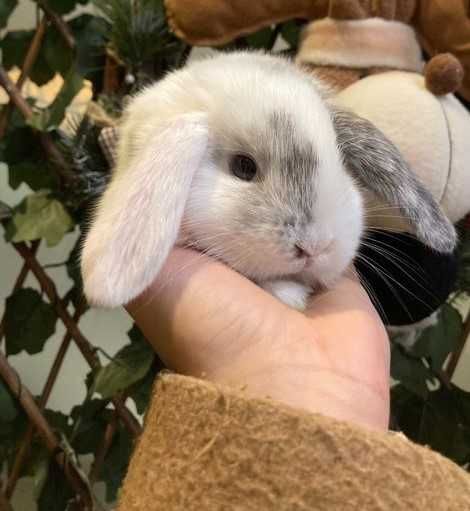 Coelhos Anões Mini Loop , Orelhudo, Belier (Loja Profissional)