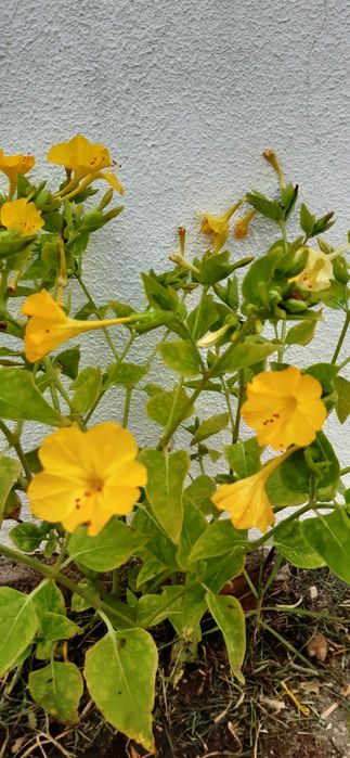 5un sementes de flor Lusco Fusco tipo Boa Noite cores variadas Charneca ...