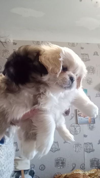 Пекинесик девочка, мальчик