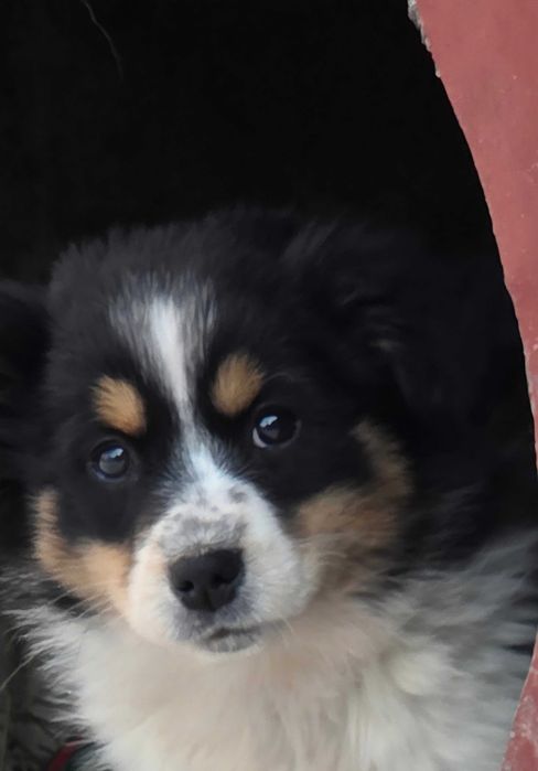 Oddam za darmo pieski