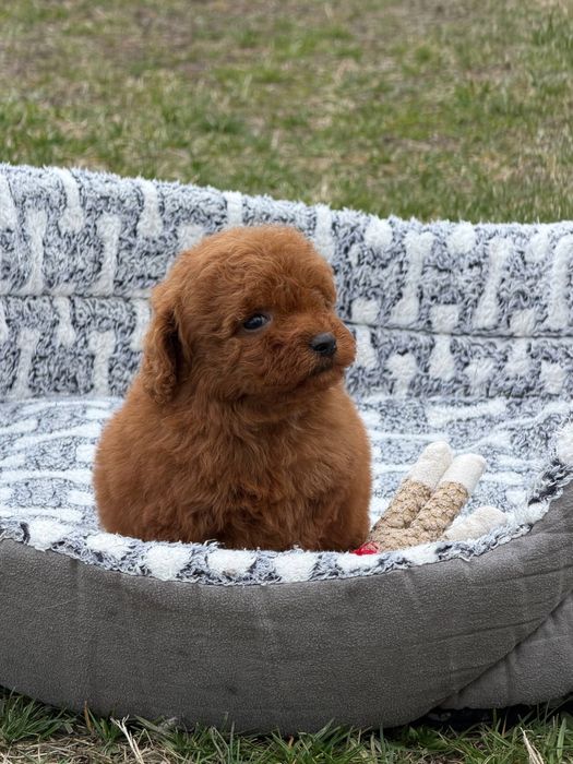 Pudel  Miniaturka  Red Brown Dziewczynka