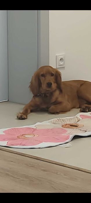 Pies cocel spaniel