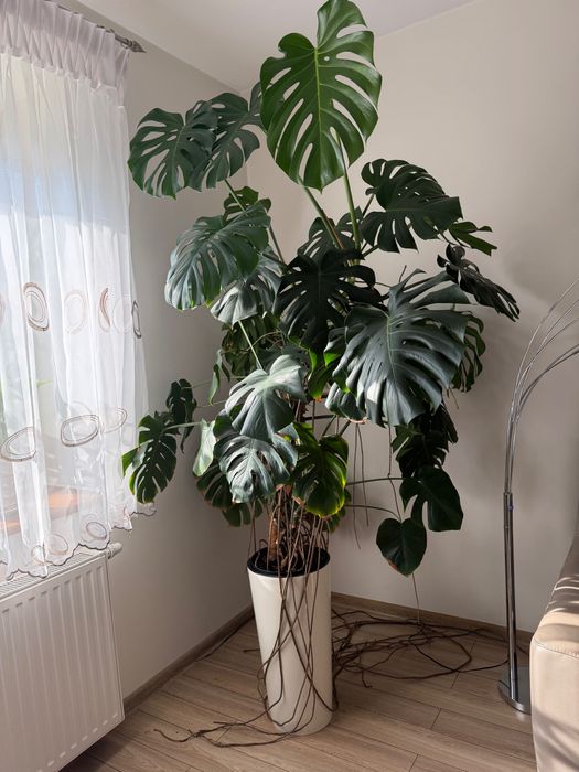 Kwiat doniczkowy Monstera