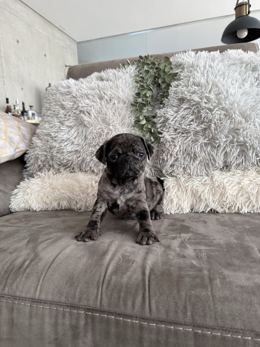 Excelente menino Pug Carlin Merle de Qualidade