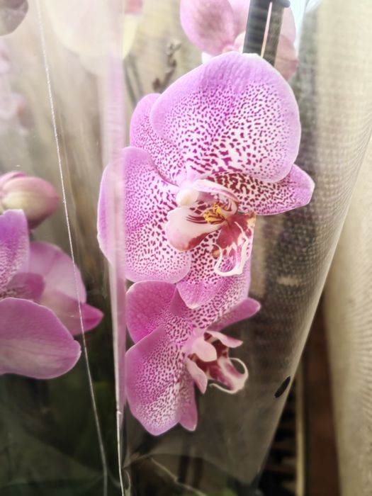 Sprzedam storczyki ,orchidee