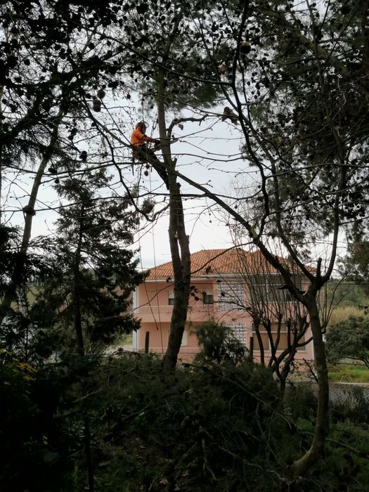 Poda e abate de árvores