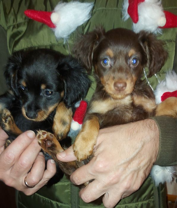 Готовятся к продаже эффектные девочки длинношерстного той терьера