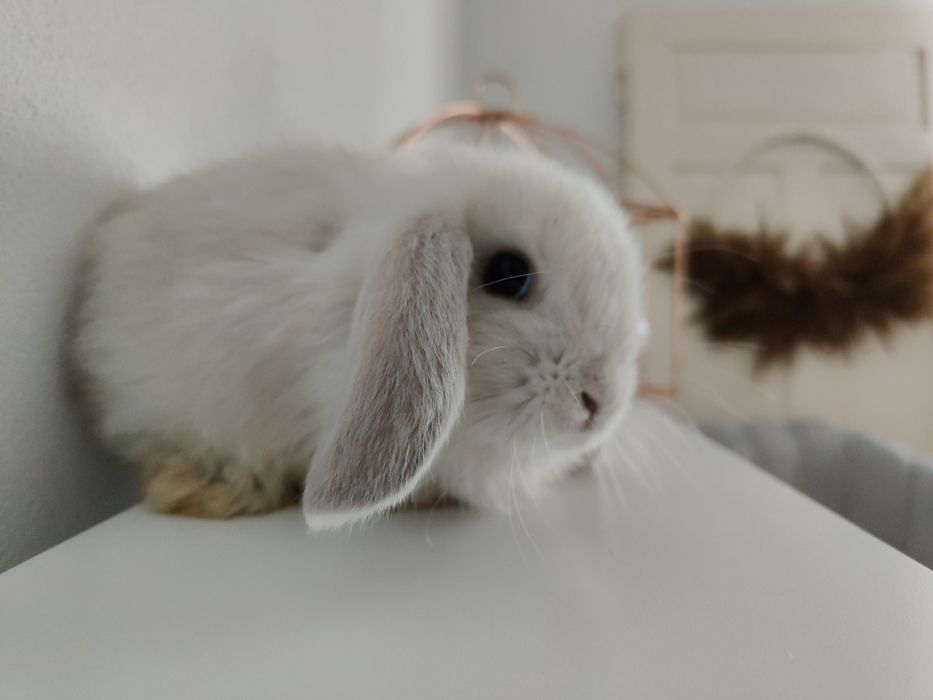 Mini Lop królik gotowe do zmiany domu