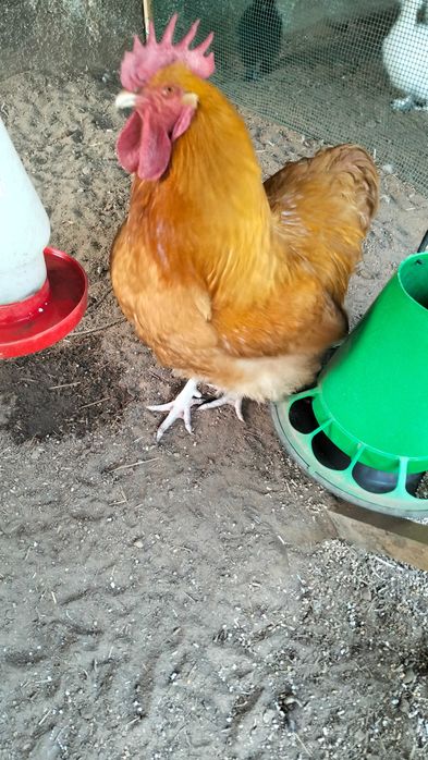 Lindo galo Orpington
