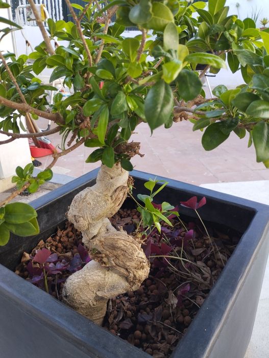 Planta Ficus Ginseng  Bonsai em vaso (68 cm)