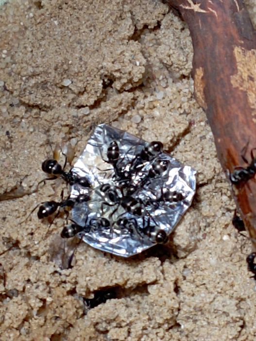 Kolonia Formica fusca 1Q +20w
