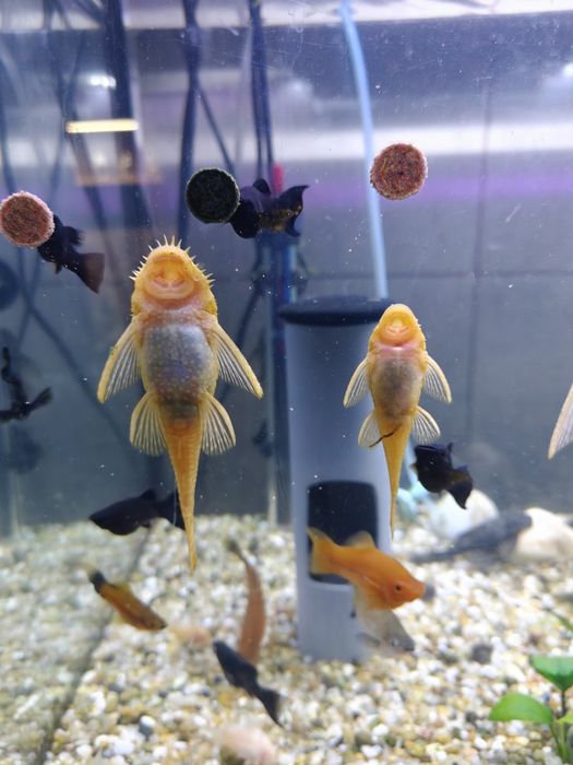 Glonojady Albinos