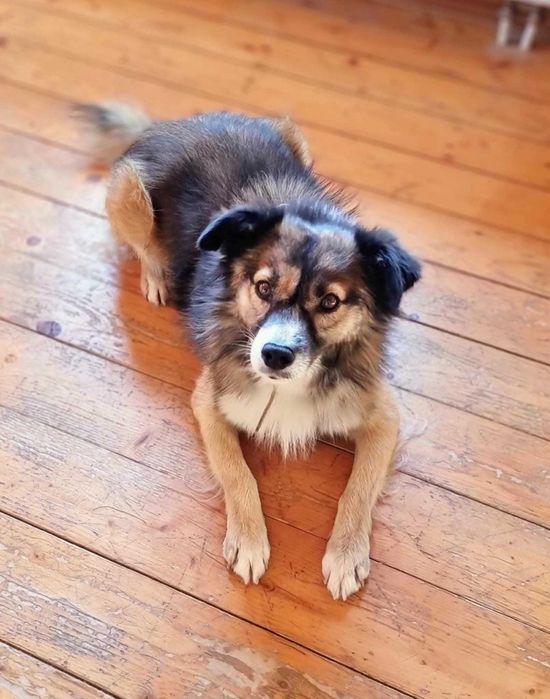 Milaszko prosi o dom