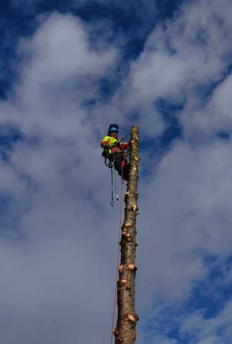 Wycinka i Pielęgnacja drzew
