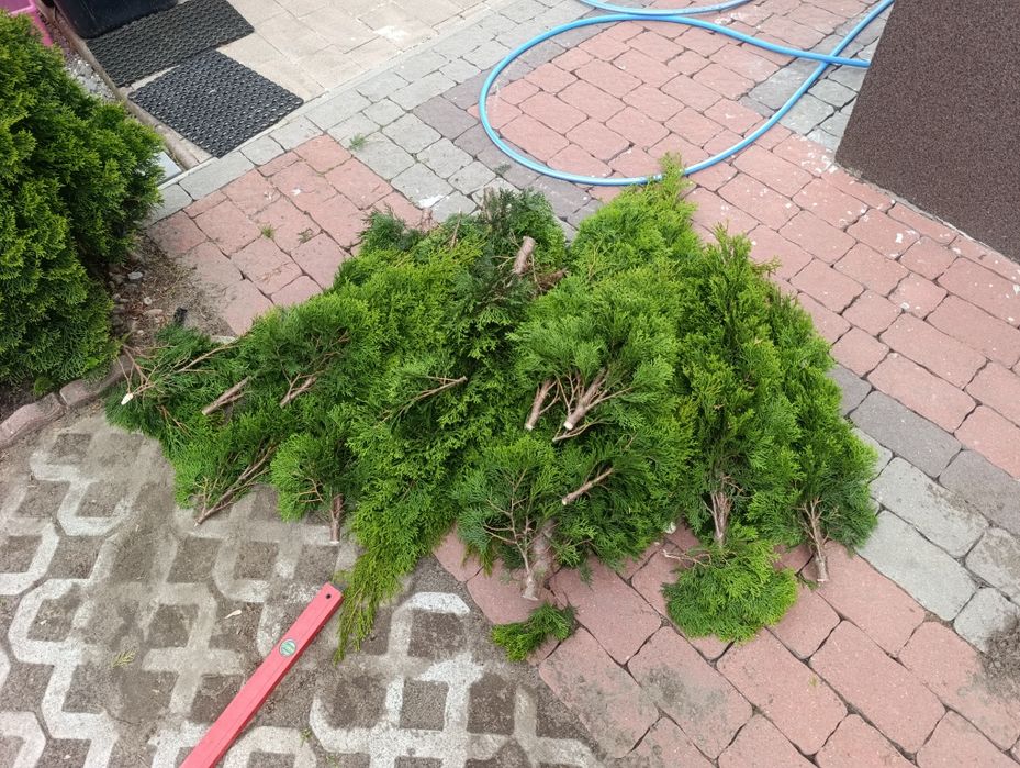 Oddam ścinki tui szmaragd. Nadaje się do pomnazania