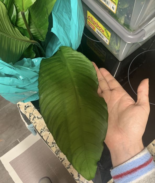 Anubias heterophylla