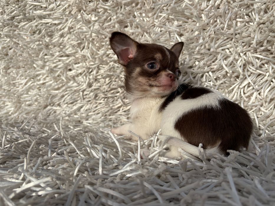 Último da ninhada Chihuahua macho