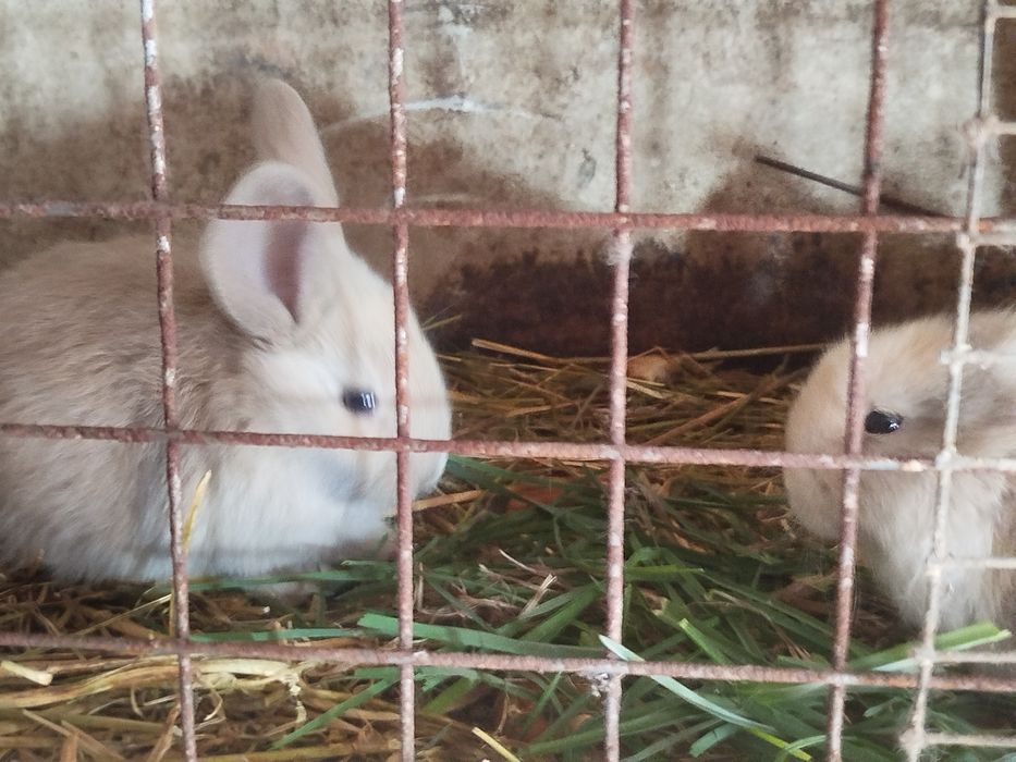 Продам кролики молоді