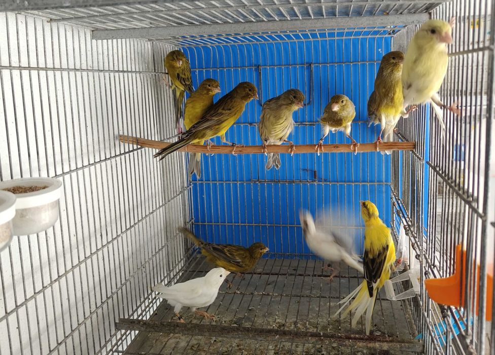 Canários llarguet espanhol