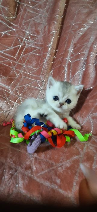 Шотландские прямоухие котята серебристые шиншиллы
