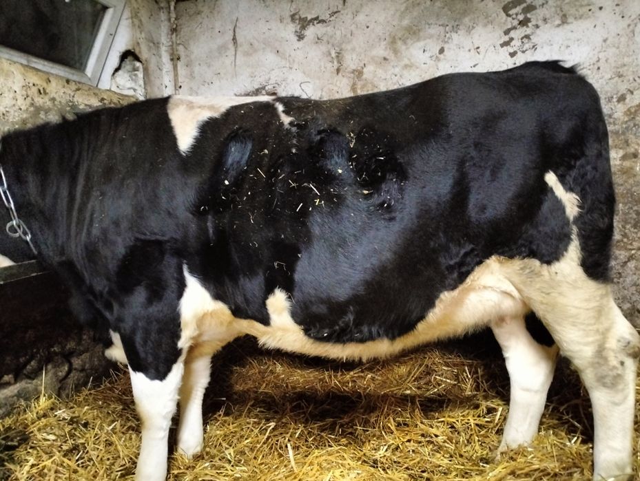 Jałówka wysokcielna