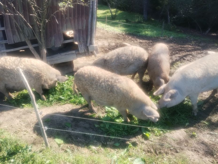 продам мангалици чи стокровную кого цикавить звонить домовимось