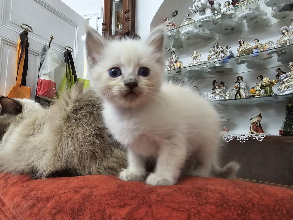 Ragdoll. do nowego domku w lutym