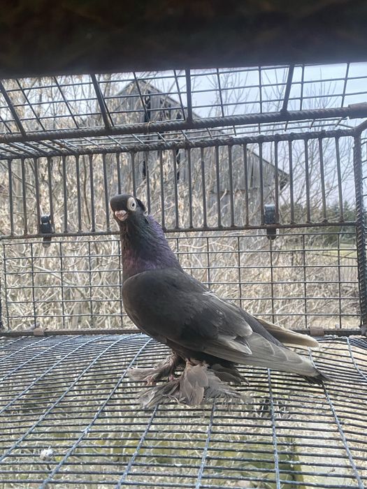 Wywrotek/wywrotki samczyk