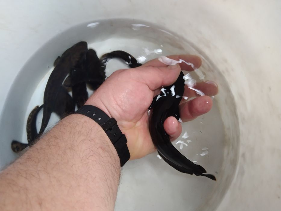 Karp narybek kroczek