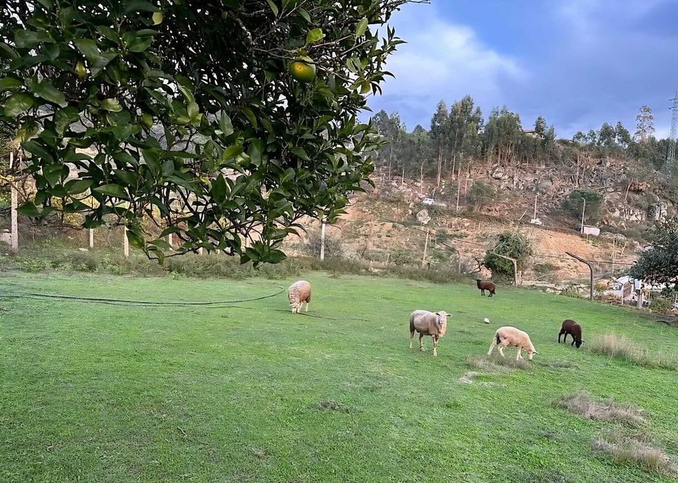 venda de Quinta em Penha Longa