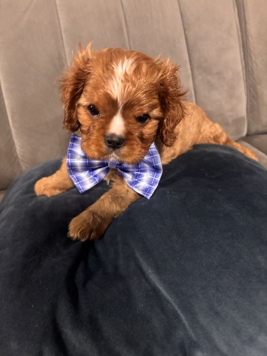 Cavalier king charles spaniel rubinowy.   REZERWACJA