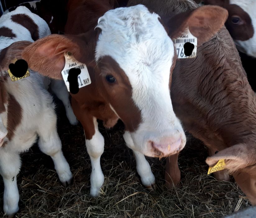 Sprzedam cielaki mięsne