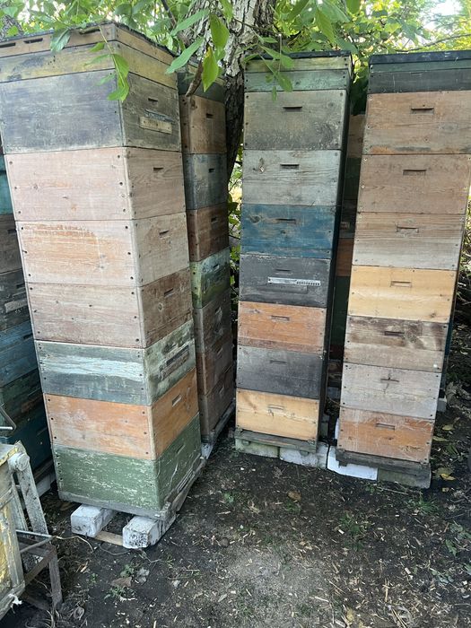 Вулик Рута 4 крпуси