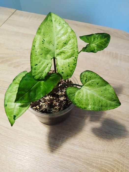 Syngonium freckless