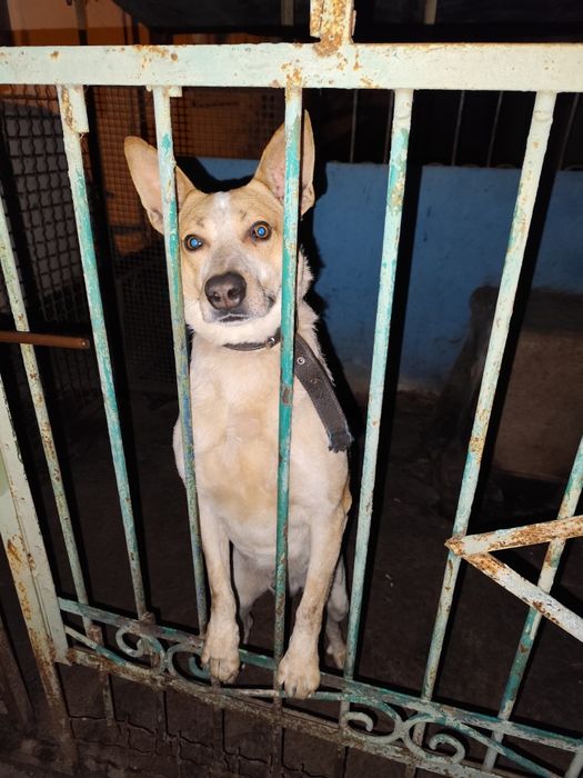 Отдам пса в добрые руки