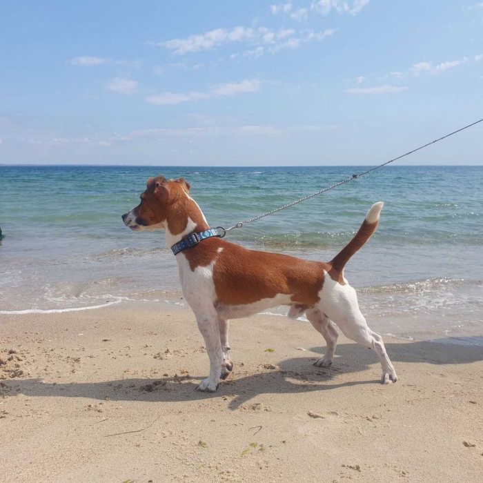 Джек рассел, мальчик 2,5 года ищет невесту. Николаев.