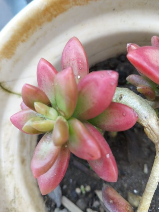 Planta Suculenta "Jelly Bean"