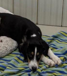 Дружочек щенок мальчик