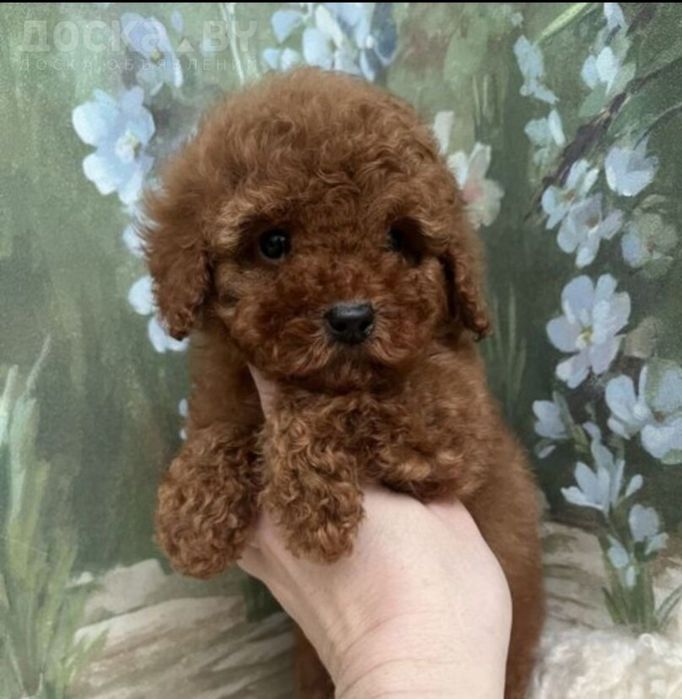 Малиш красавчік . той пудель . шукає батьків