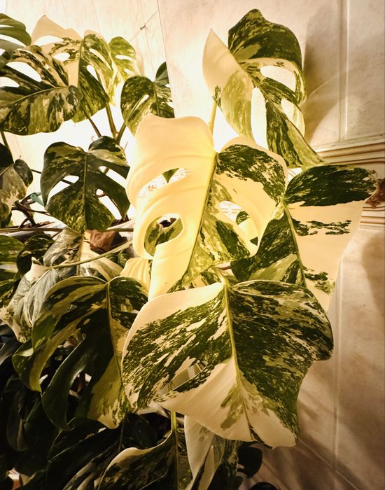 Monstera Variegata Costela de Adão Variegated