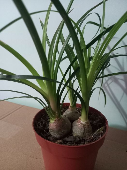 Драцена,  Ноліна